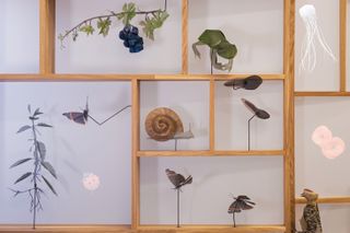 Nature models on wooden shelves