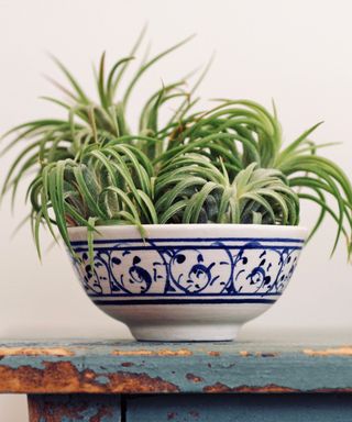 A green spiky air plant in a blue and white decorative ceramic pot on top of a distressed teal blue work surface