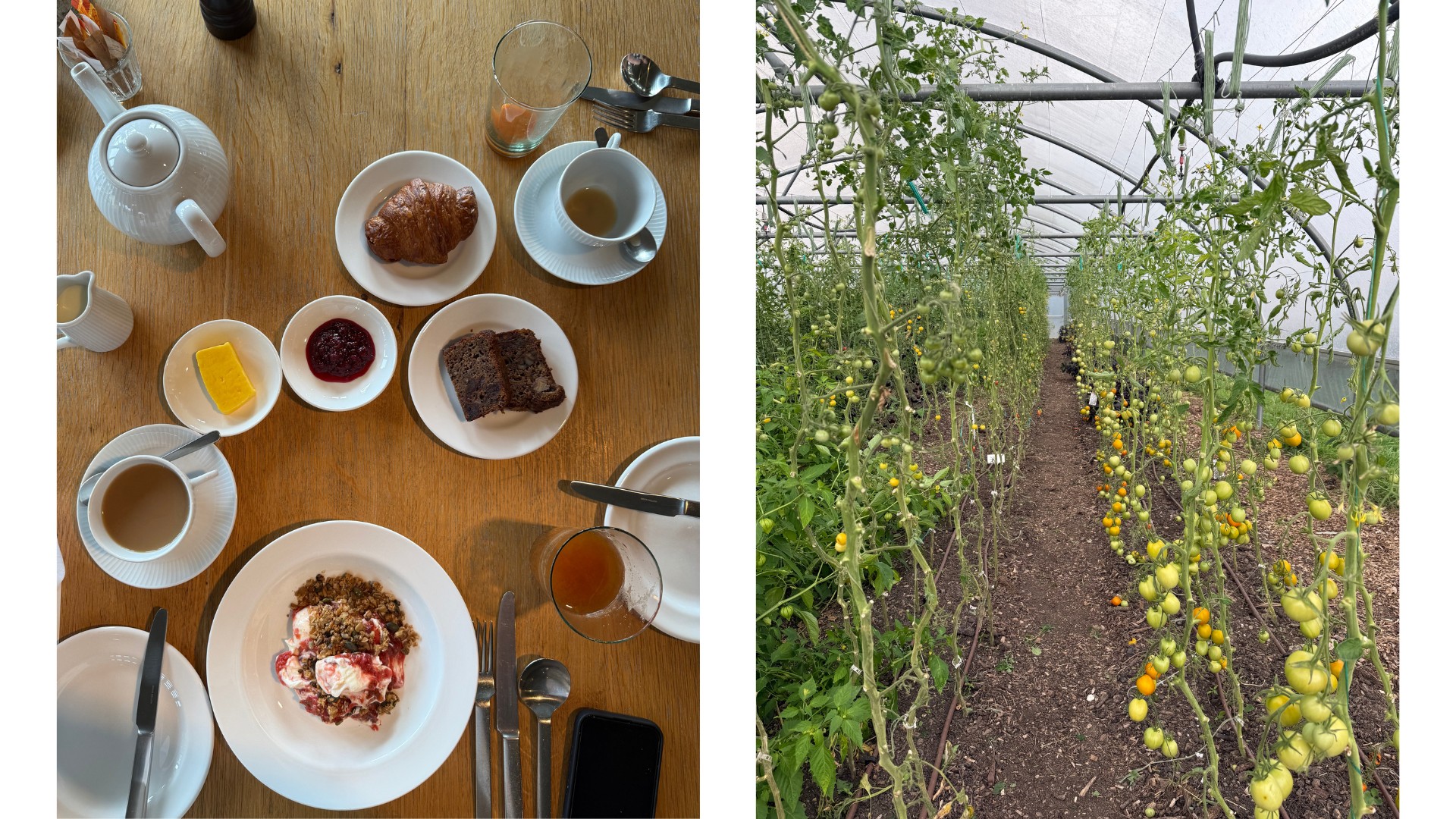 A breakfast spread including croissant, banana bread, butter, jam, coffee, tea, and yogurt with berries and granola on a wooden table. Right: A greenhouse filled with rows of tomato plants heavy with yellow and green fruit.