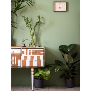 green wall potted plants and wooden flooring