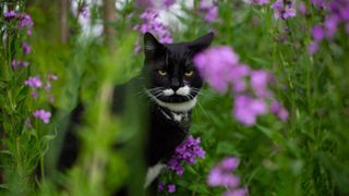 Cat in flower garden