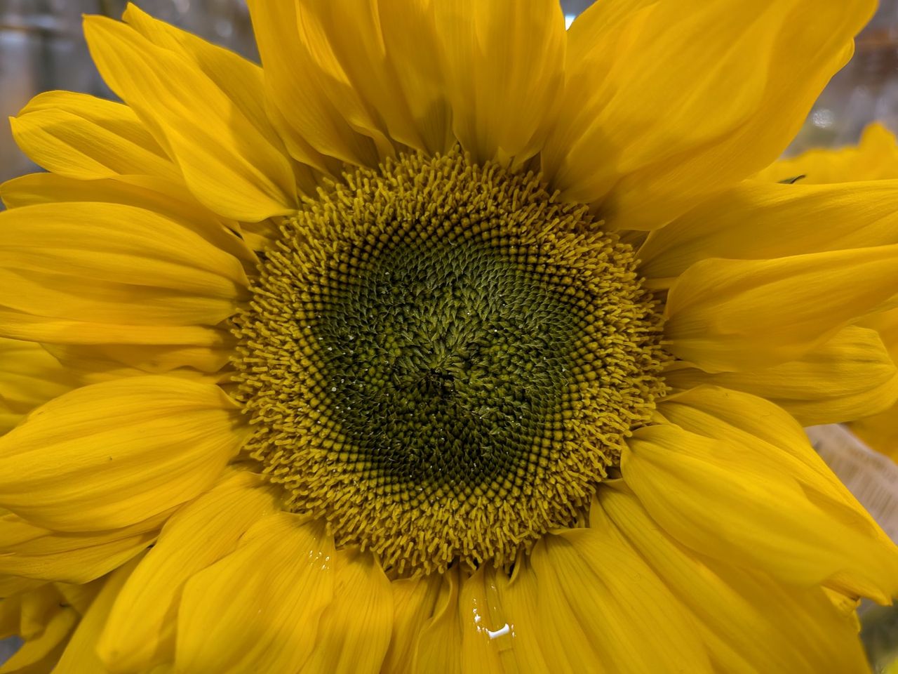 Google Pixel 9a macro sample.