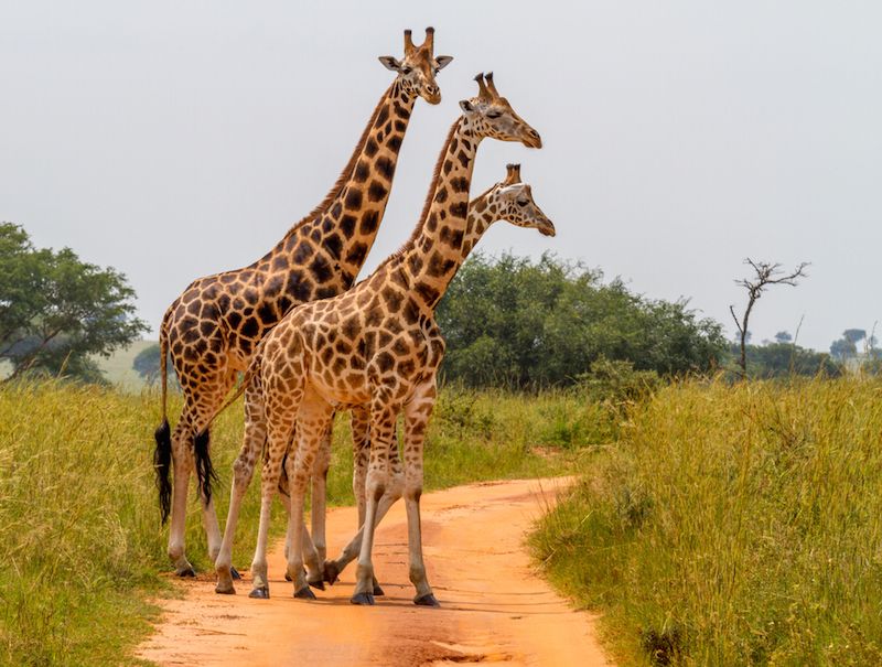 Giraffe family