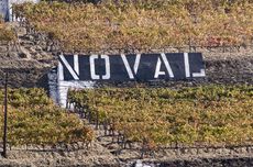 Quinta do Noval vines.