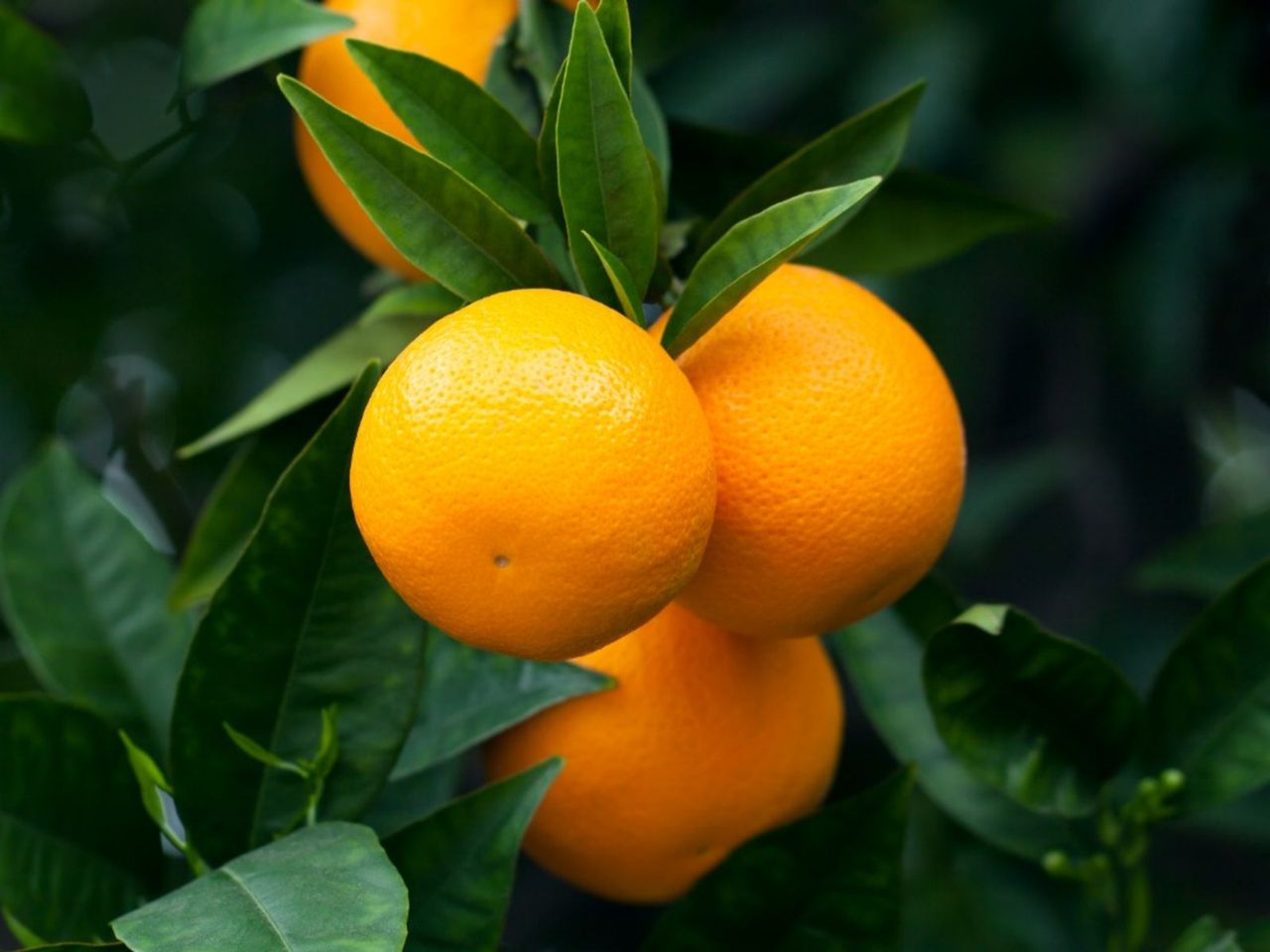 A Western Fruit Tree