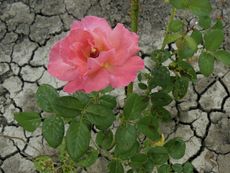 Pink Rose Plant Planted In Dry Cracking Dirt