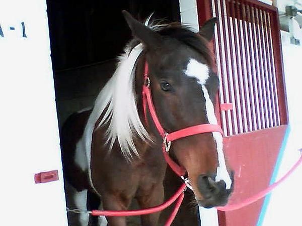 Rebecca Much's training partner