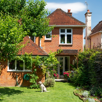 Sunny garden with full shrubs and trees in front of a red brick home. There is a labrador sitting on the lawn.