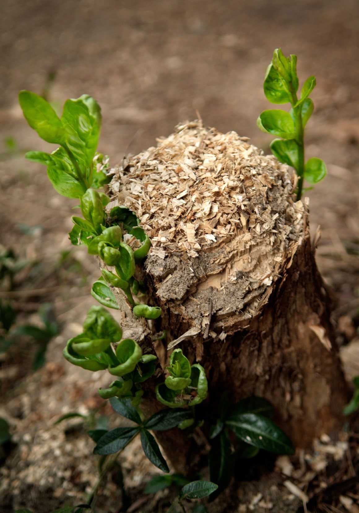 Zombie Tree Stump