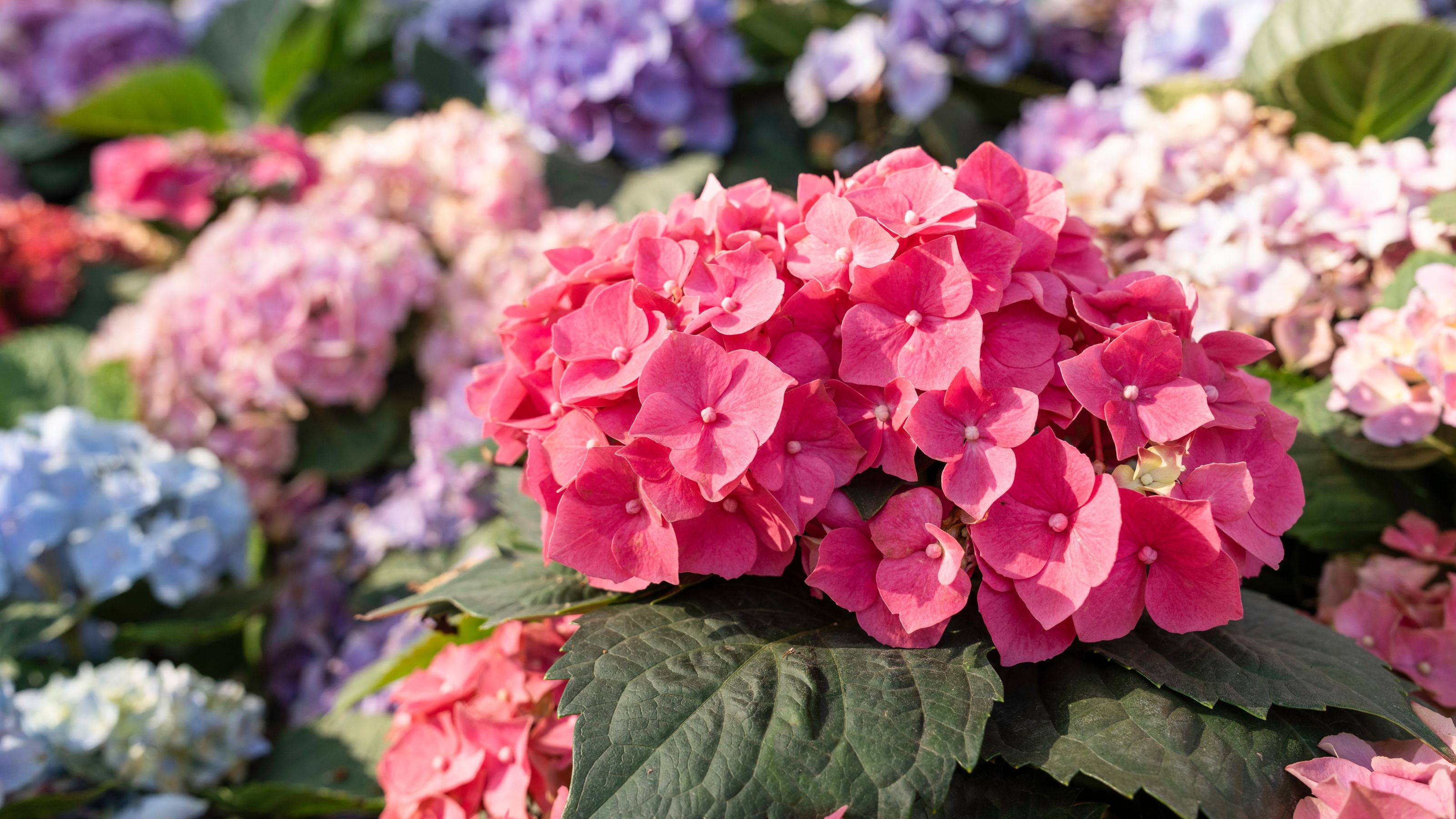Flowers are abundant in hydrangea flower beds in gardens.