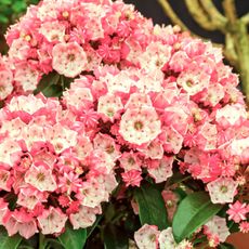 mountain laurel Little Linda shrub with pinky white flower clusters