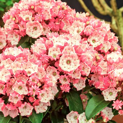 mountain laurel Little Linda shrub with pinky white flower clusters