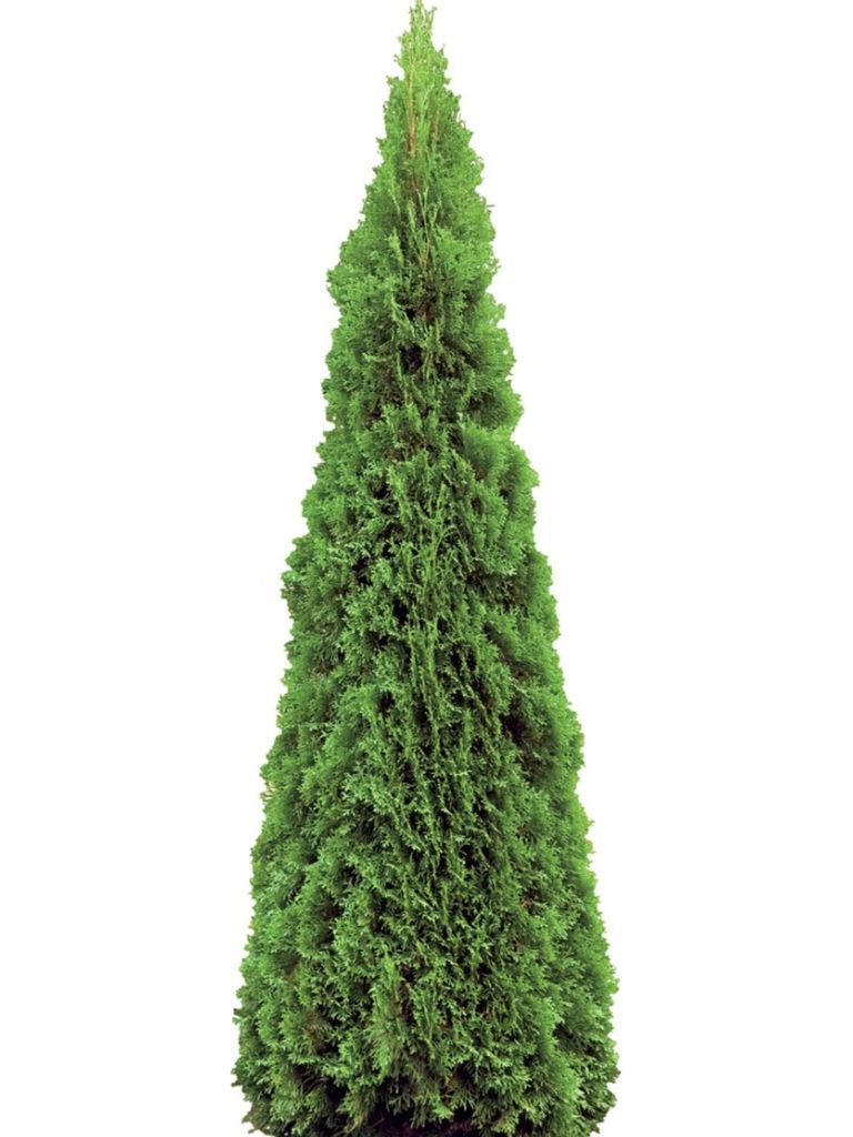 Arborvitae Emerald Green - How To Grow Emerald Green Arborvitae Plants ...