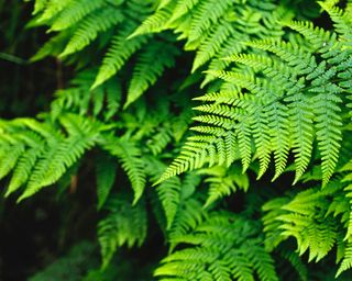 woodland plants fern