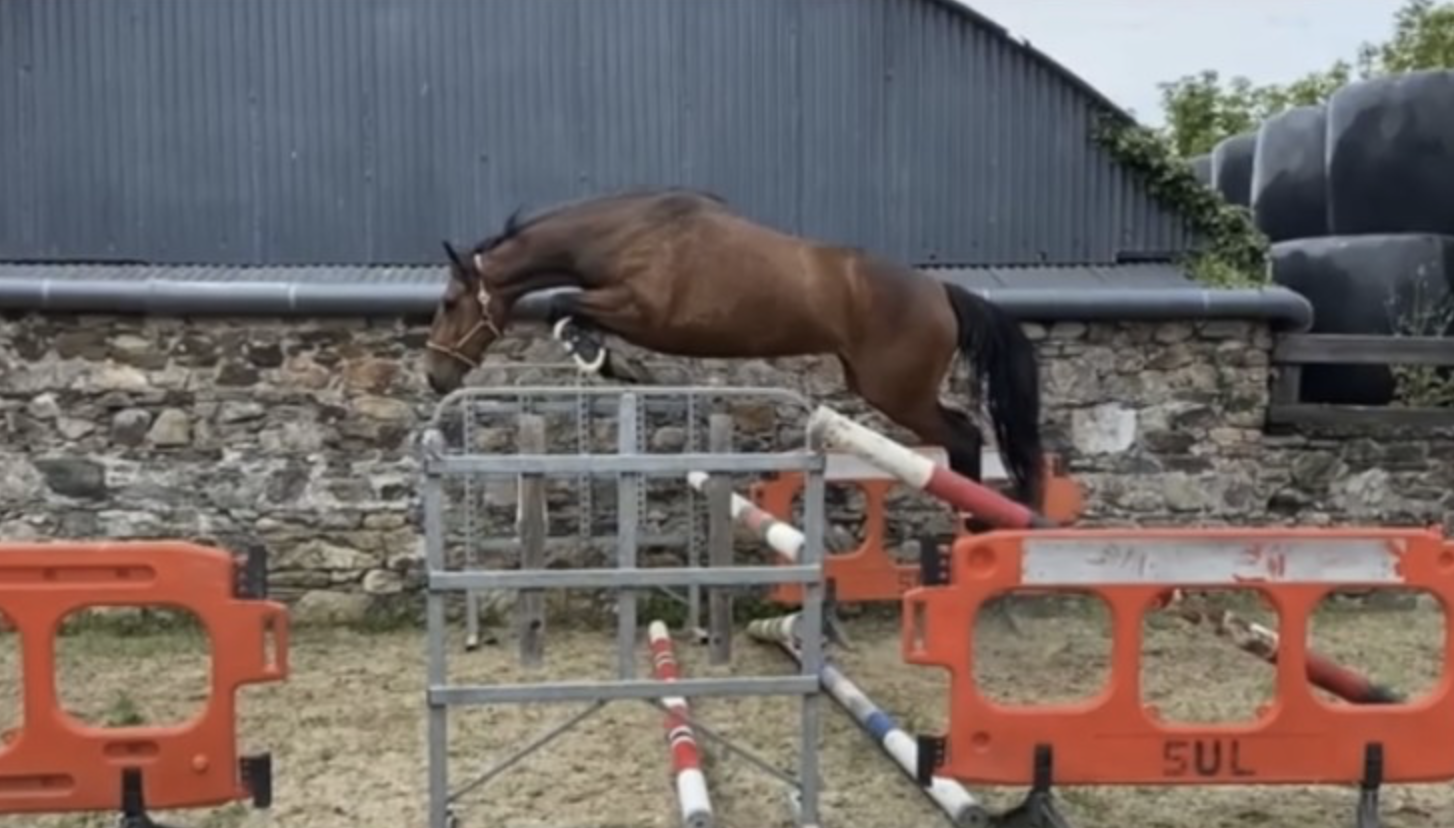 Irish Sports Horses for sale