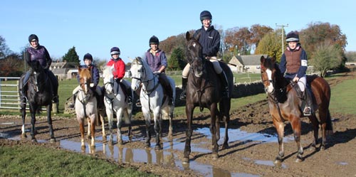 Denman-ponies.jpeg
