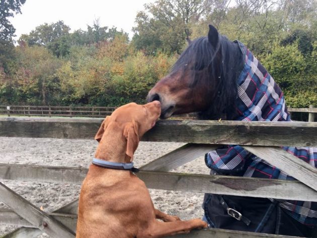 Windy with a friend