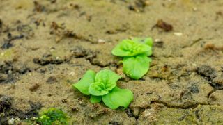 Green plants sprouting through cracks in mud