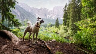 Happy dog stood on mountain trail
