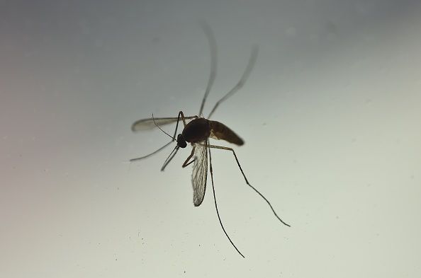 Asian tiger mosquito