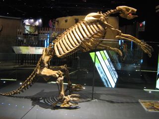 A full skeleton of the Shasta ground sloth Nothrotheriops shastensis on display at Springs Preserve in Las Vegas.