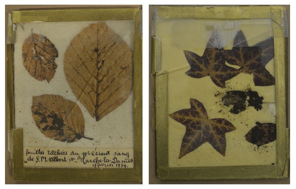 DNA has confirmed that the blood staining these tree leaves, bought at an auction, came from King Albert I.