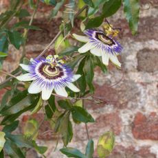 Passionflower vine on brick wall