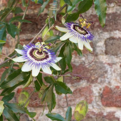 Passionflower vine on brick wall