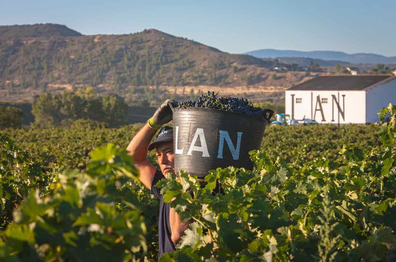 Handpicking grapes at Bodegas LAN, Rioja, Spain