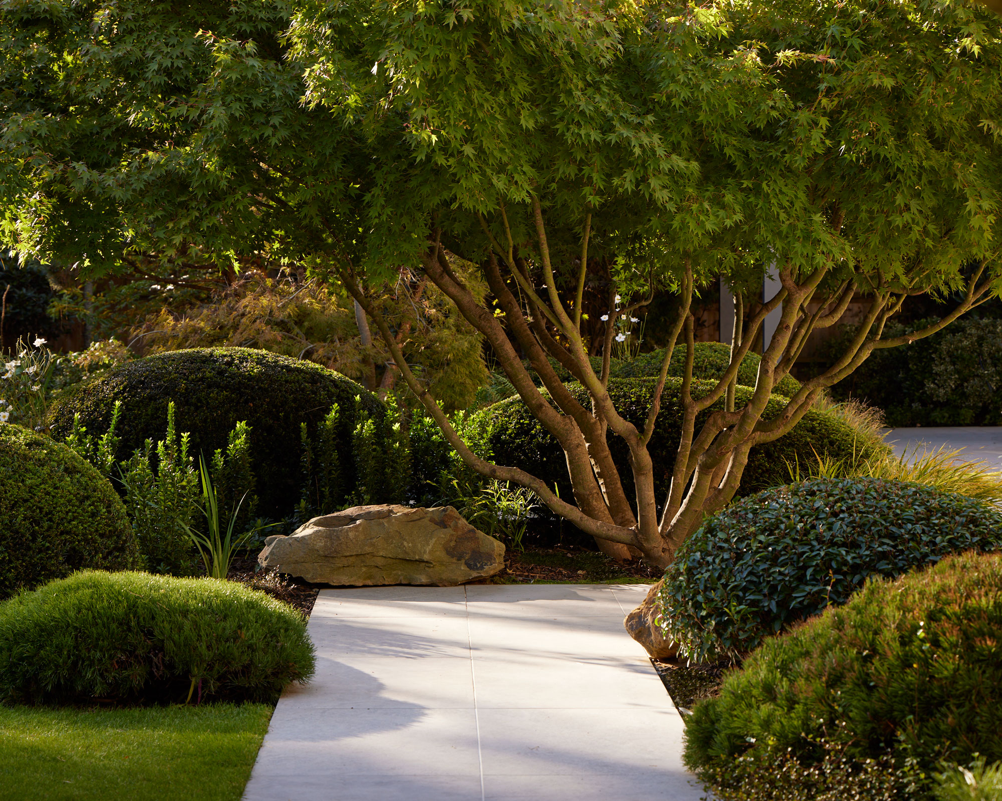 modern garden design with multi-stem tree, path and low mounds of clipped evergreens