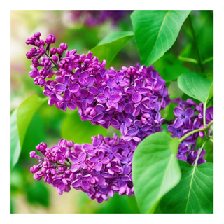 A close-up of purple lilac flowers