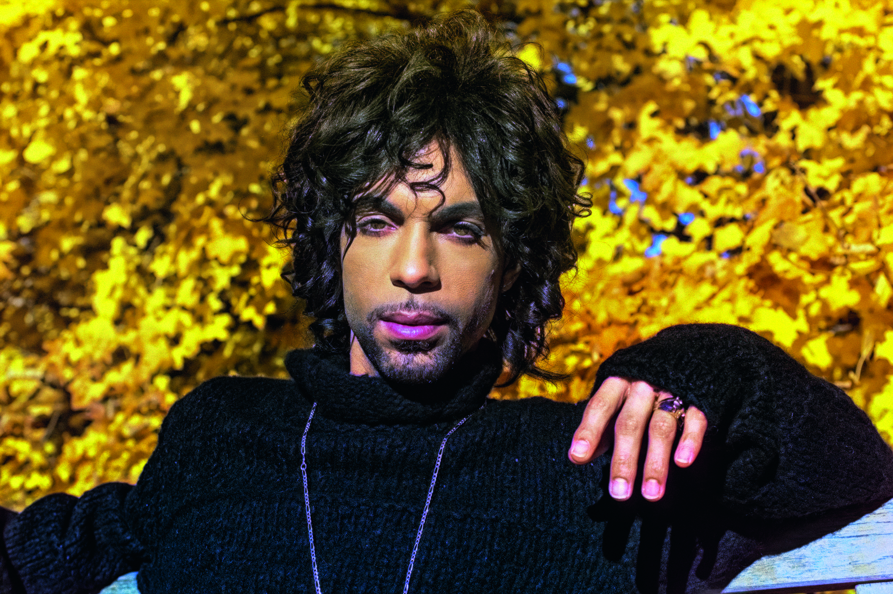 Prince in Minnesota Landscape Arboretum