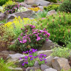 shallow rooted plants in rock garden