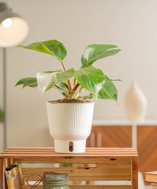 White Knight philodendron in White Milan Wick and Grow Pot