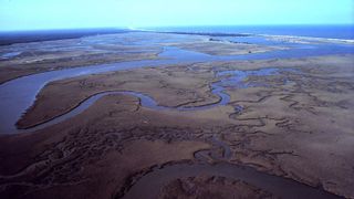 A photo of an estuary winding through a swamp