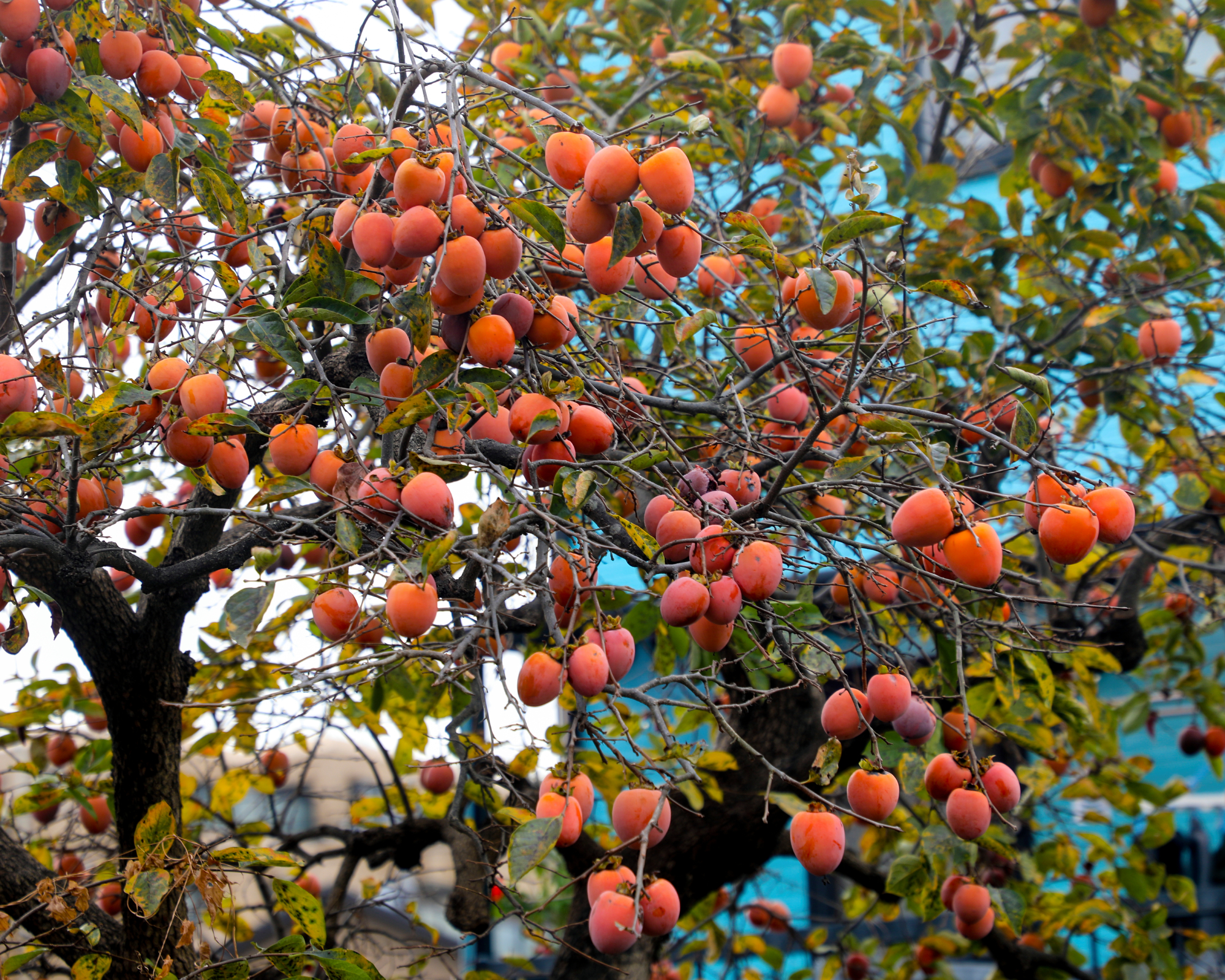 Persimmon tree for a food forest garden