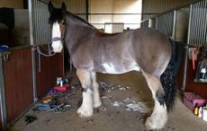 hovis-clipped.jpg