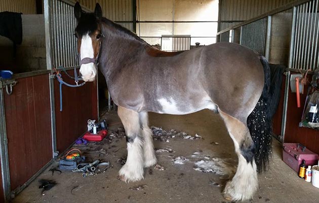 hovis-clipped.jpg