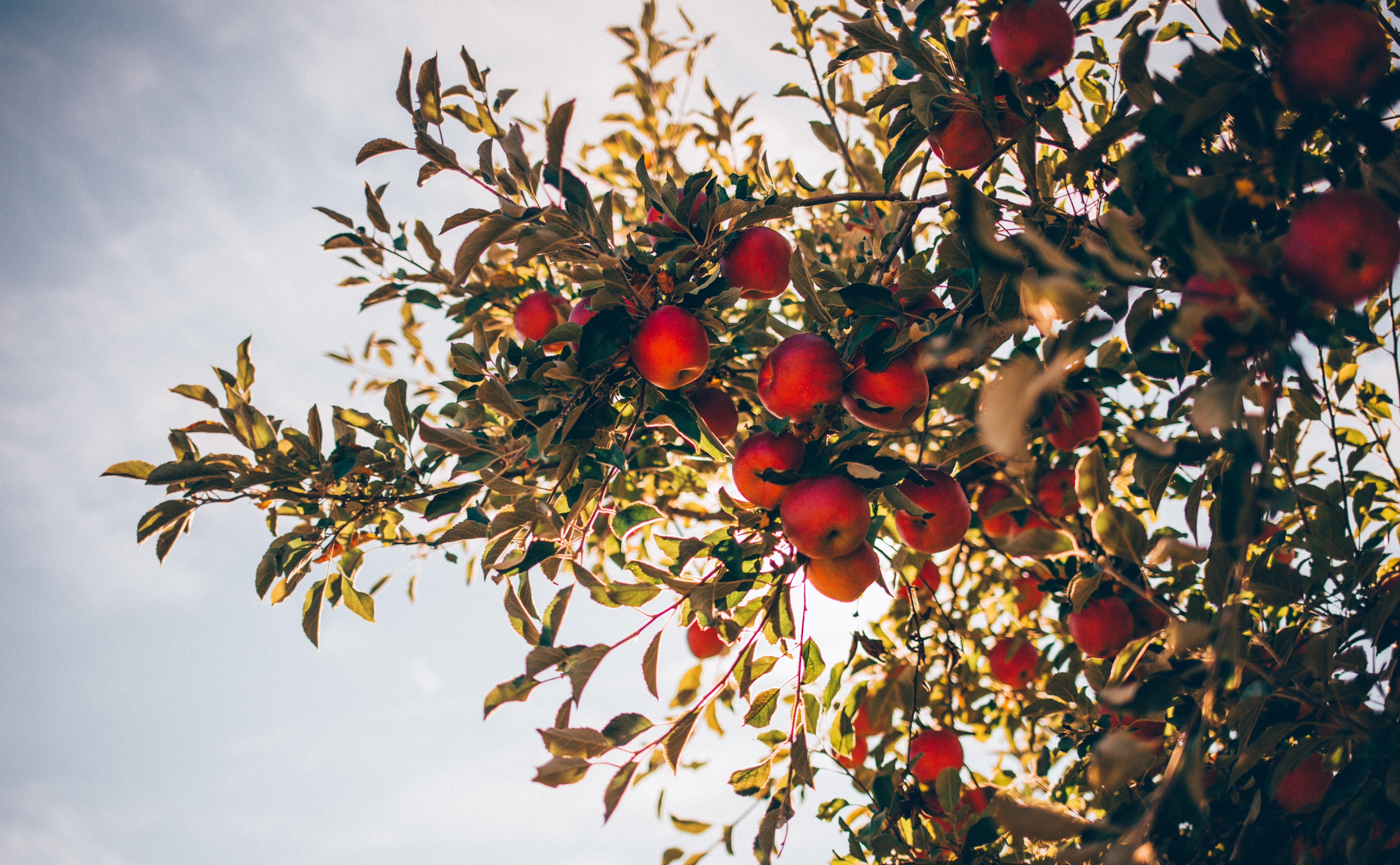 Apple trees with dappled sun shining through for garden screening