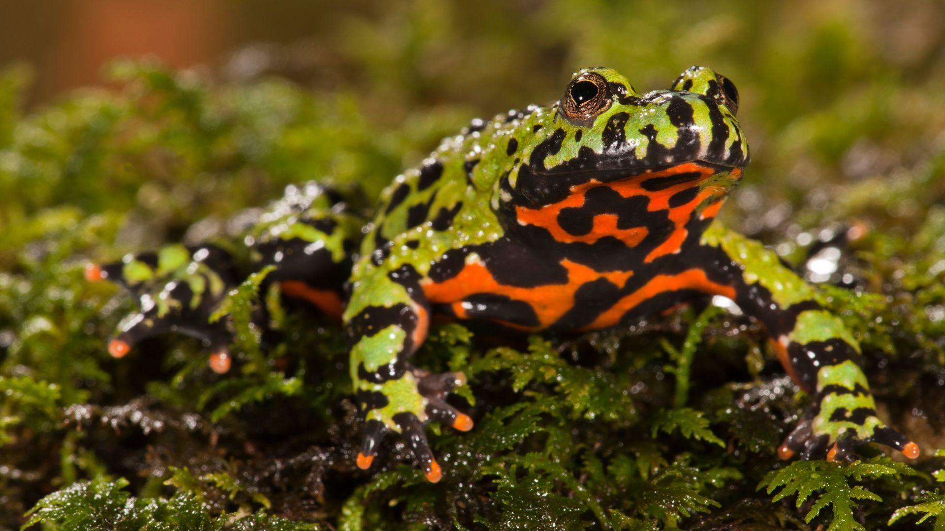A fire-bellied toad sitting on greenery