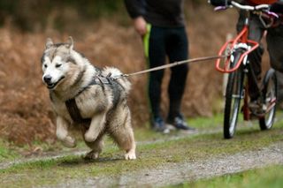 Alaskan Malamute pulling bike rig