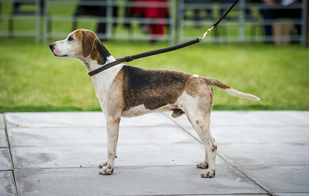 Best stallion hound in the beagles ring went to Radley College Taunton 08