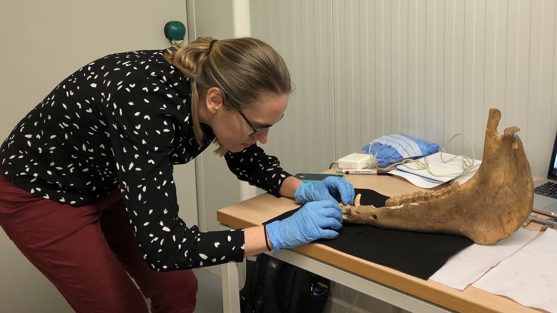 Foto da Dra. Katherine French investigando a mandíbula de um cavalo para selecionar uma amostra dentária na Universidade de Białystok.