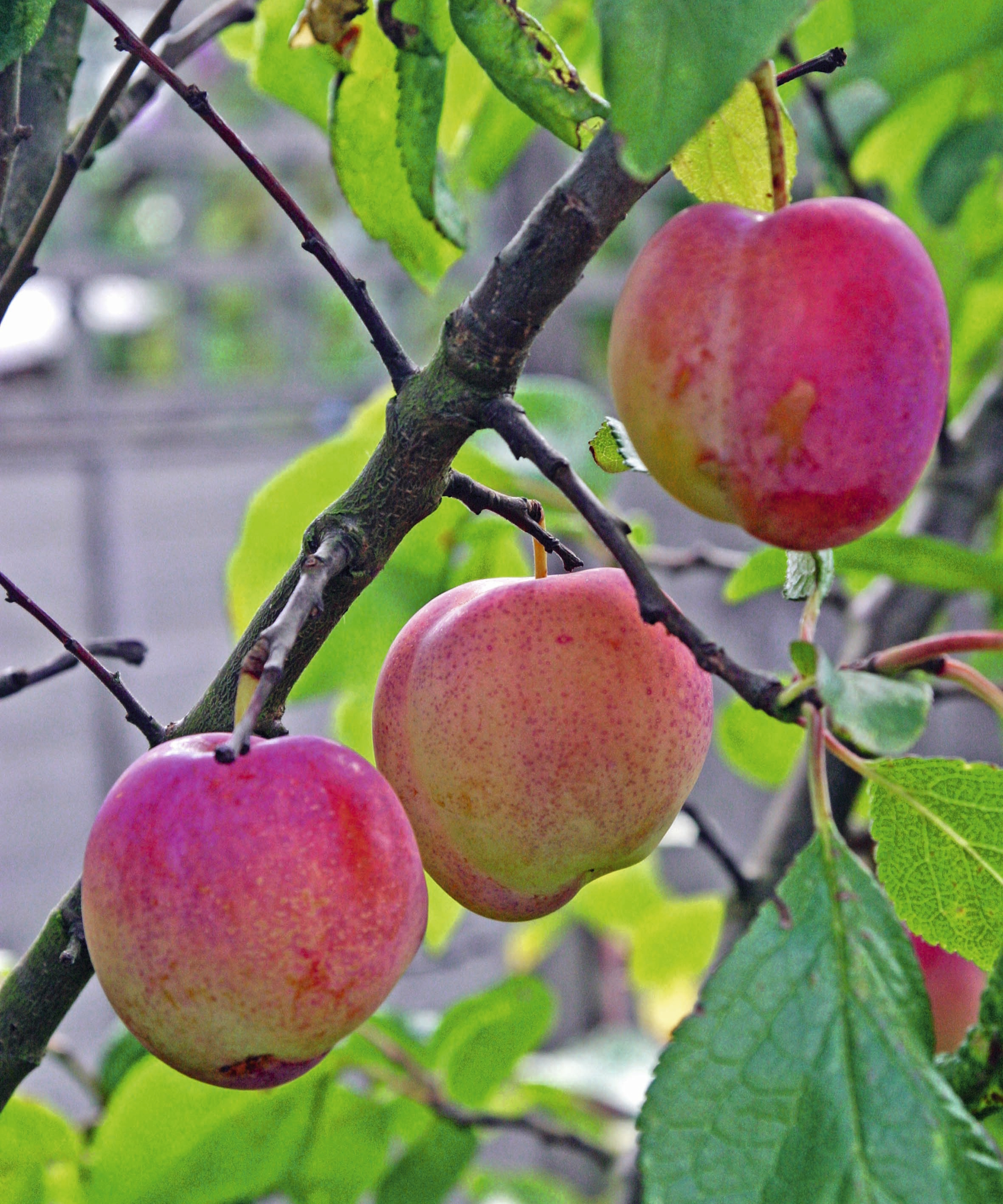 Three red and green plums are ripening on the branch of a plum tree