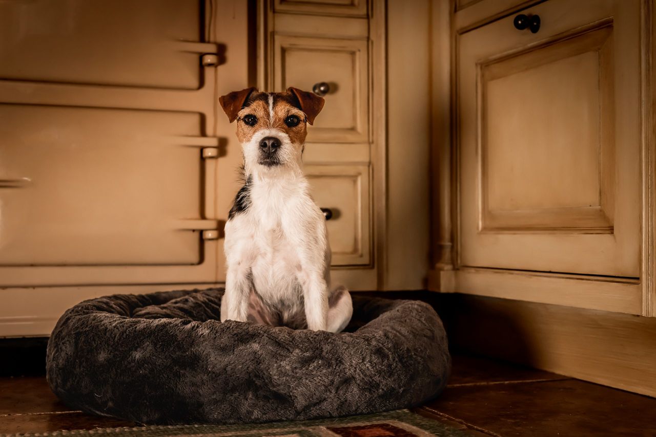 An Aga, a dog bed and a delightfully cosy pet. What could be finer? Lady Ralph Kerr&#039;s Jack Russell, Tuppence, pictured at the family home. Photographed for Country Life by Sarah Farnsworth.