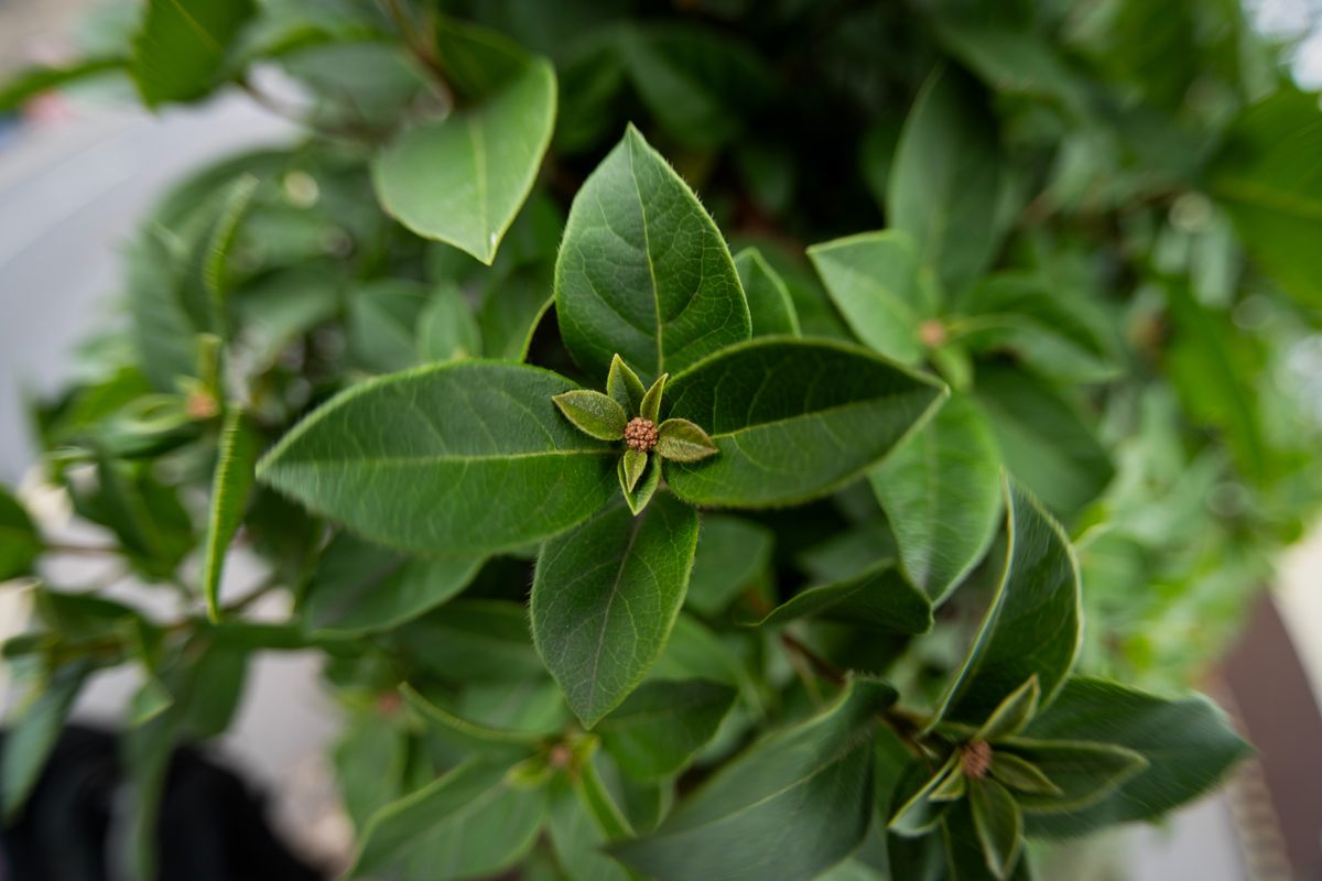 Sample image taken with the 7Artisans 10mm f/2.5 Fisheye Max lens using the Panasonic Lumix S9