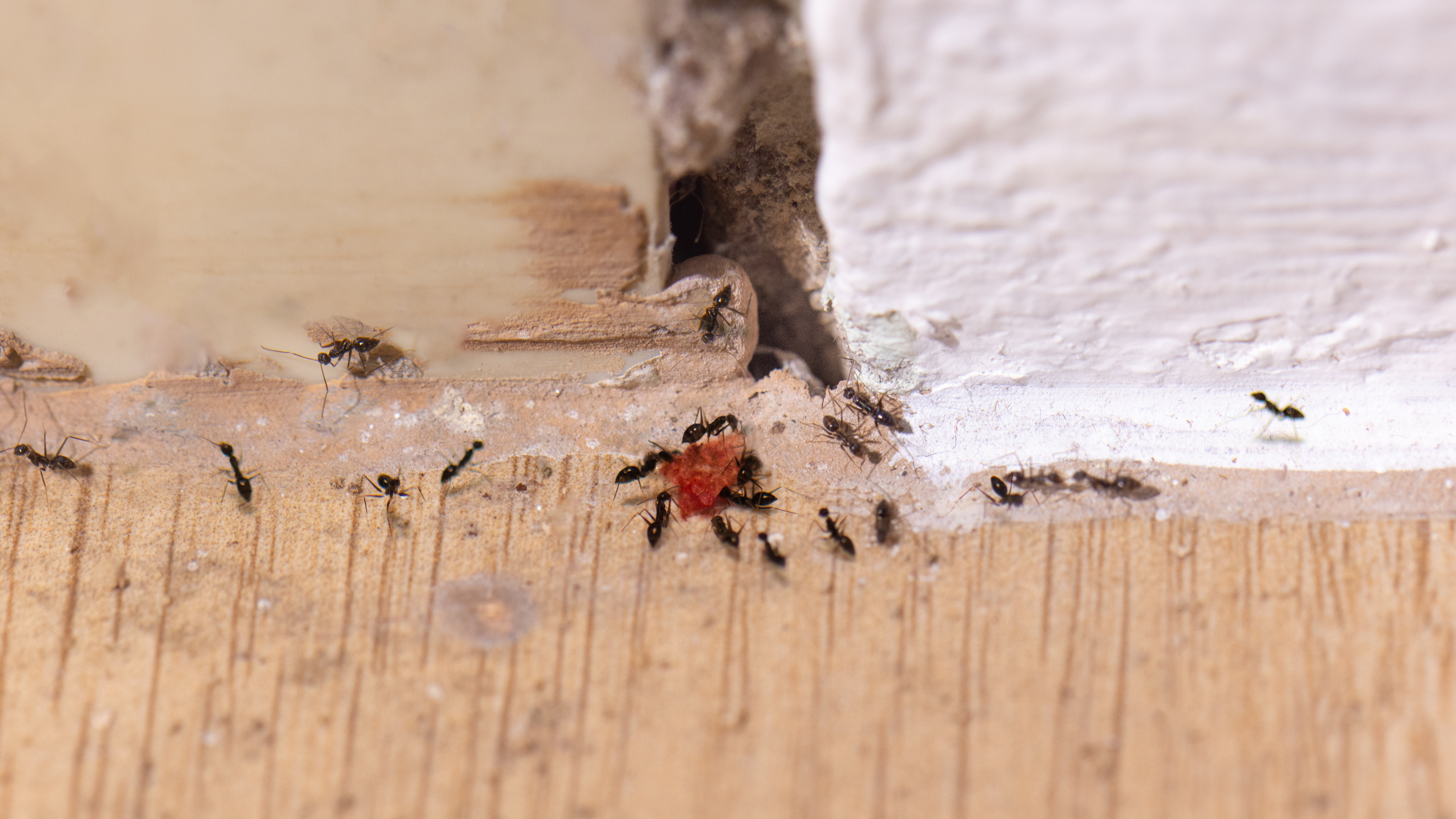 Ant creating dirt by baseboard
