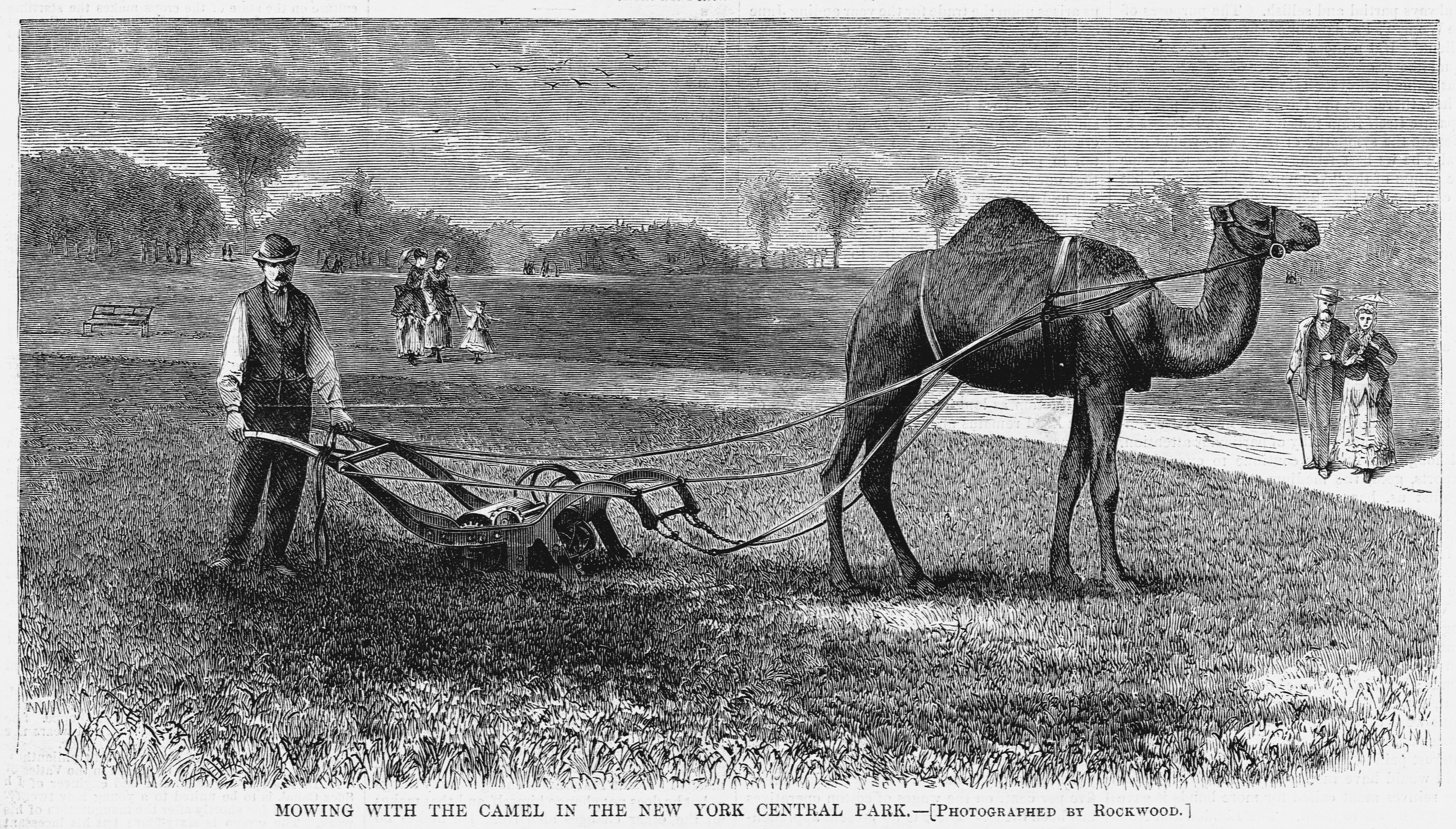 Mowing With the Camel in the New York Central Park. (photo).
