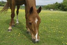 Buttercups_01.jpg