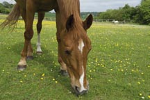 Buttercups_01.jpg